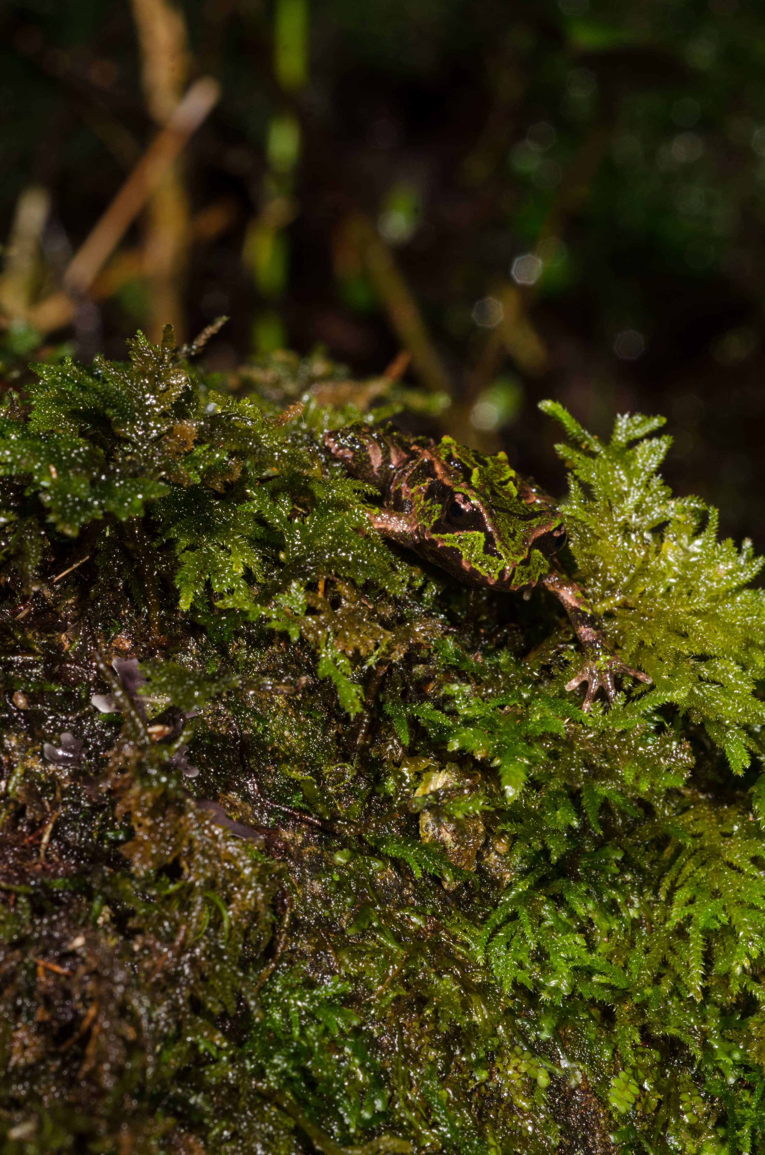 DSC_9657 – Archey's, frog, Leiopelma, archeyi, amphibian, archey, archeys, coromandel, rare, Crispin, reptiles, amphibians, rare, cold, blood, new, new zealand, zealand, nz
